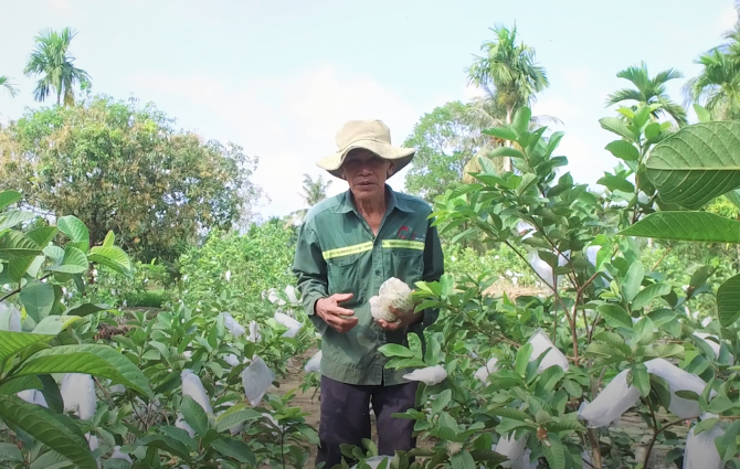 Ông Kim Ly thành công với mô hình trồng ổi sinh học.