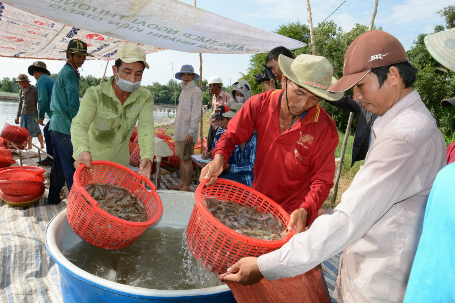 Nông dân ấp Phước An, xã Thủy Liễu, huyện Gò Quao, thu hoạch tôm nuôi theo quy trình nông nghiệp công nghệ cao. Ảnh: Đặng Linh