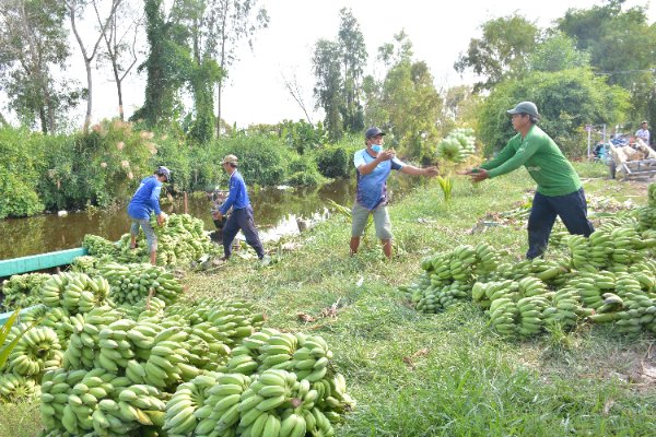 Nông dân trong Hợp tác xã Dịch vụ nông nghiệp An Minh Bắc, huyện An Minh, thu hoạch chuối xiêm bán cho thương lái. Ảnh: Thu Oanh