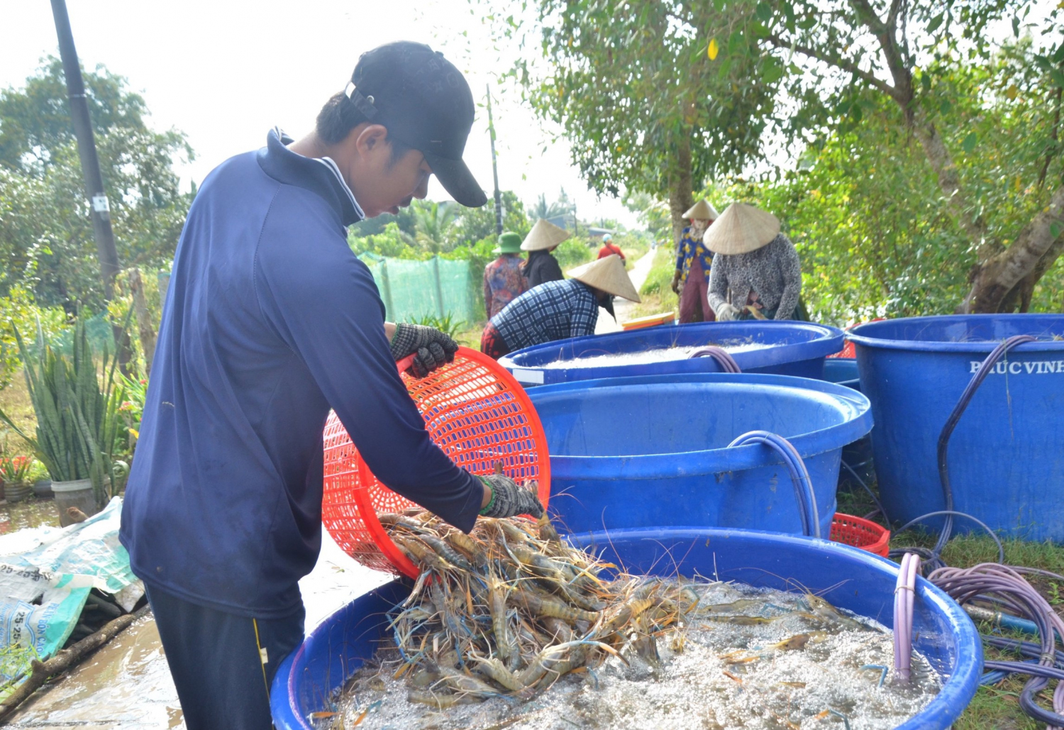 Nông dân ấp Kênh 13, xã Vĩnh Thuận (Vĩnh Thuận) thu hoạch tôm càng xanh. Ảnh Mi Ni