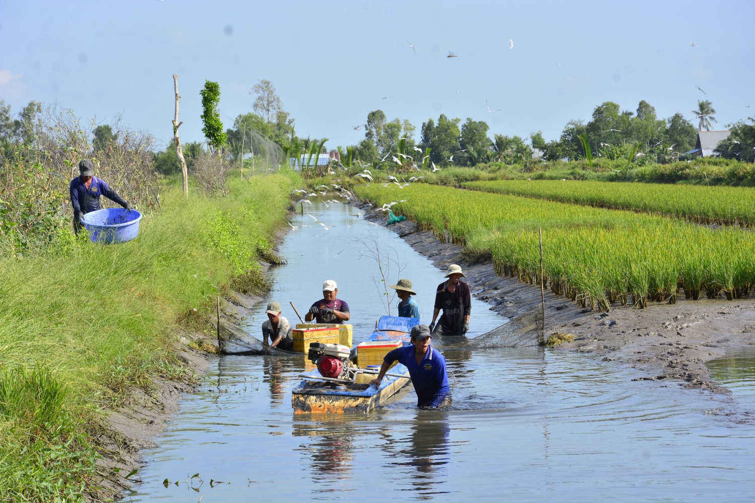 Nông dân xã Đông Hòa, huyện An Minh thu hoạch tôm càng xanh xen canh trên ruộng lúa mùa. Ảnh: Bích Linh