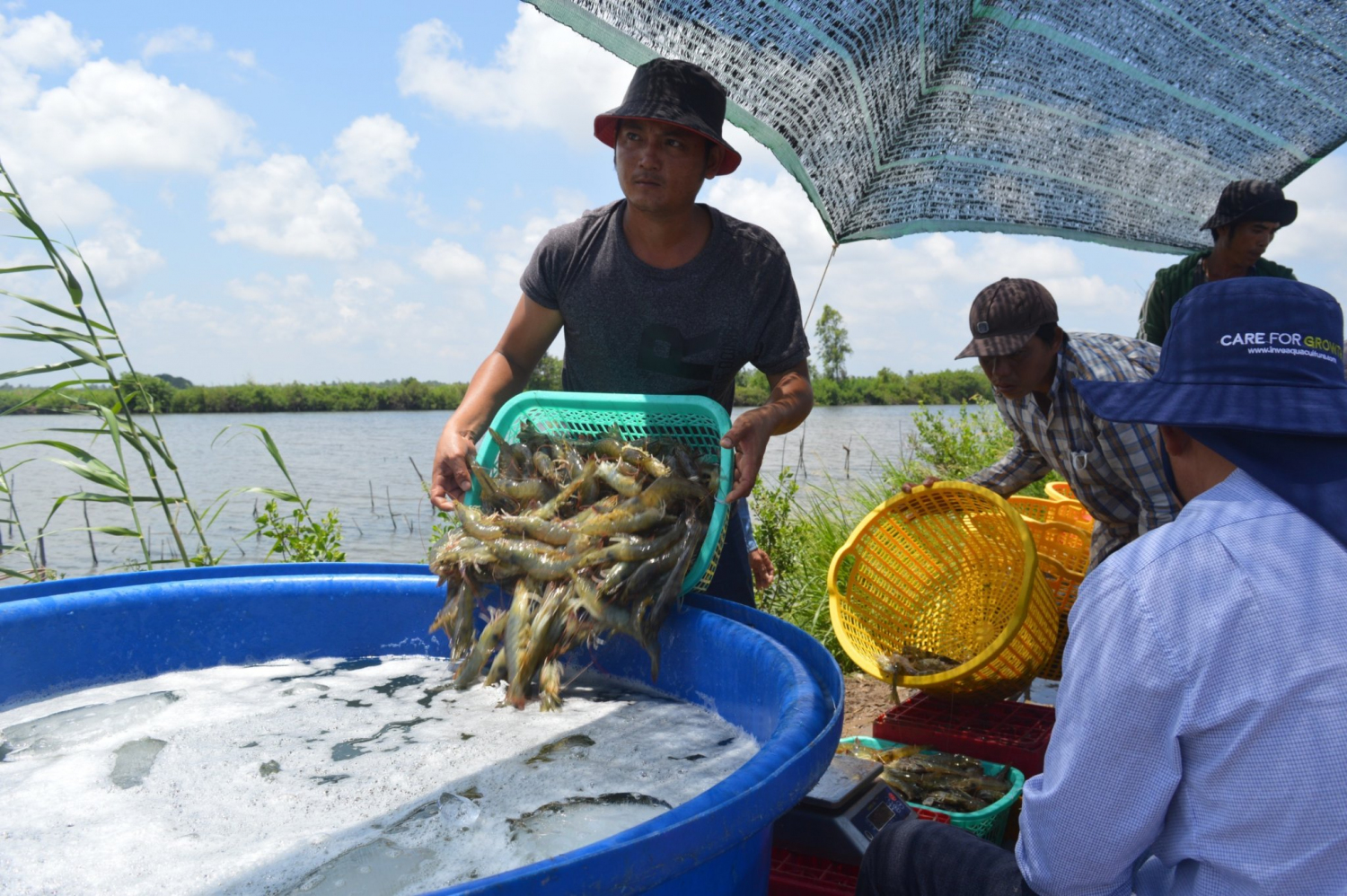 Hợp tác xã Tân Huy, xã Đông Hưng A, thu hoạch tôm thẻ chân trắng.