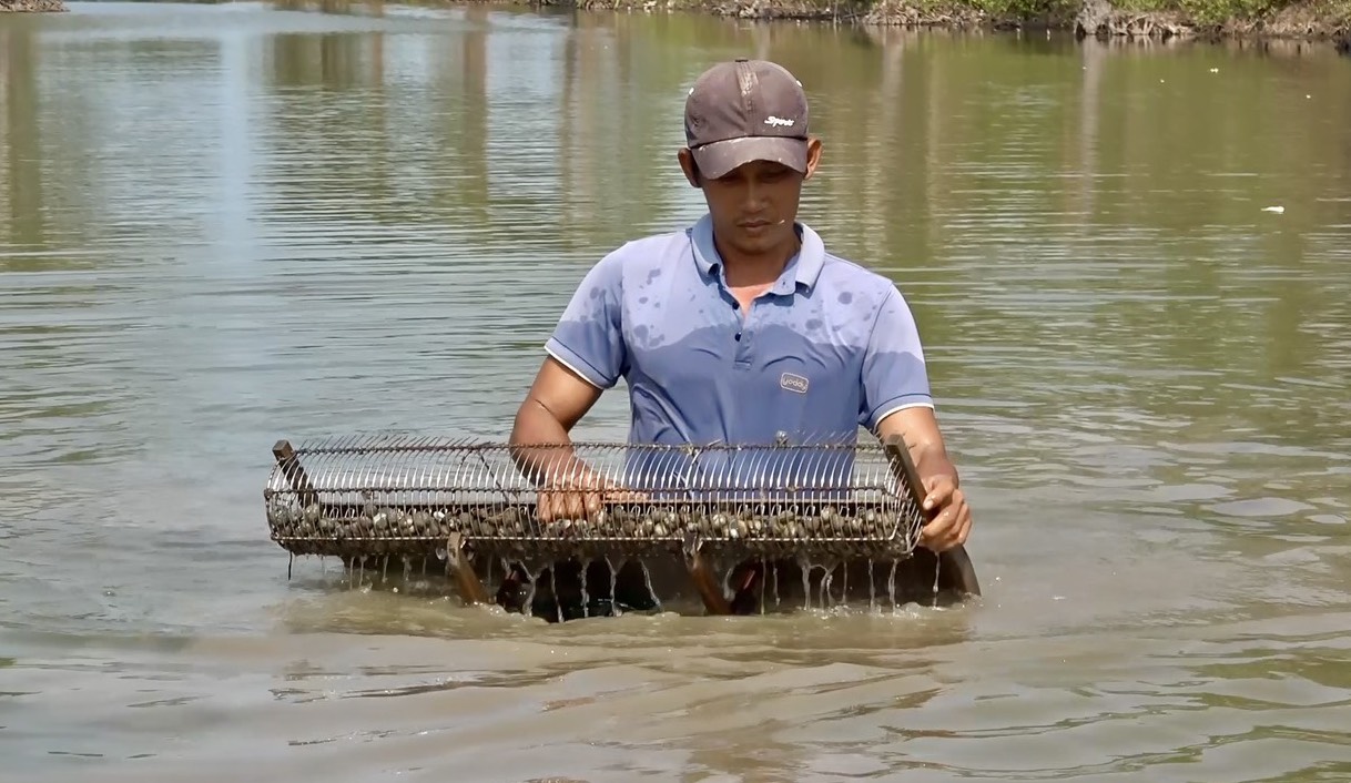 Ông Nguyễn Văn Chiến, xã Thuận Hòa, huyện An Minh giới thiệu mô hình trình diễn nuôi sò huyết dưới tán rừng của gia đình.