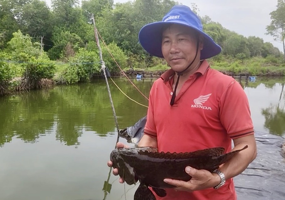 Ông Nguyễn Đặng Giang, ấp Ba Núi, xã Bình An giới thiệu mô hình nuôi cá mú trong ao đất dưới tán rừng phòng hộ.